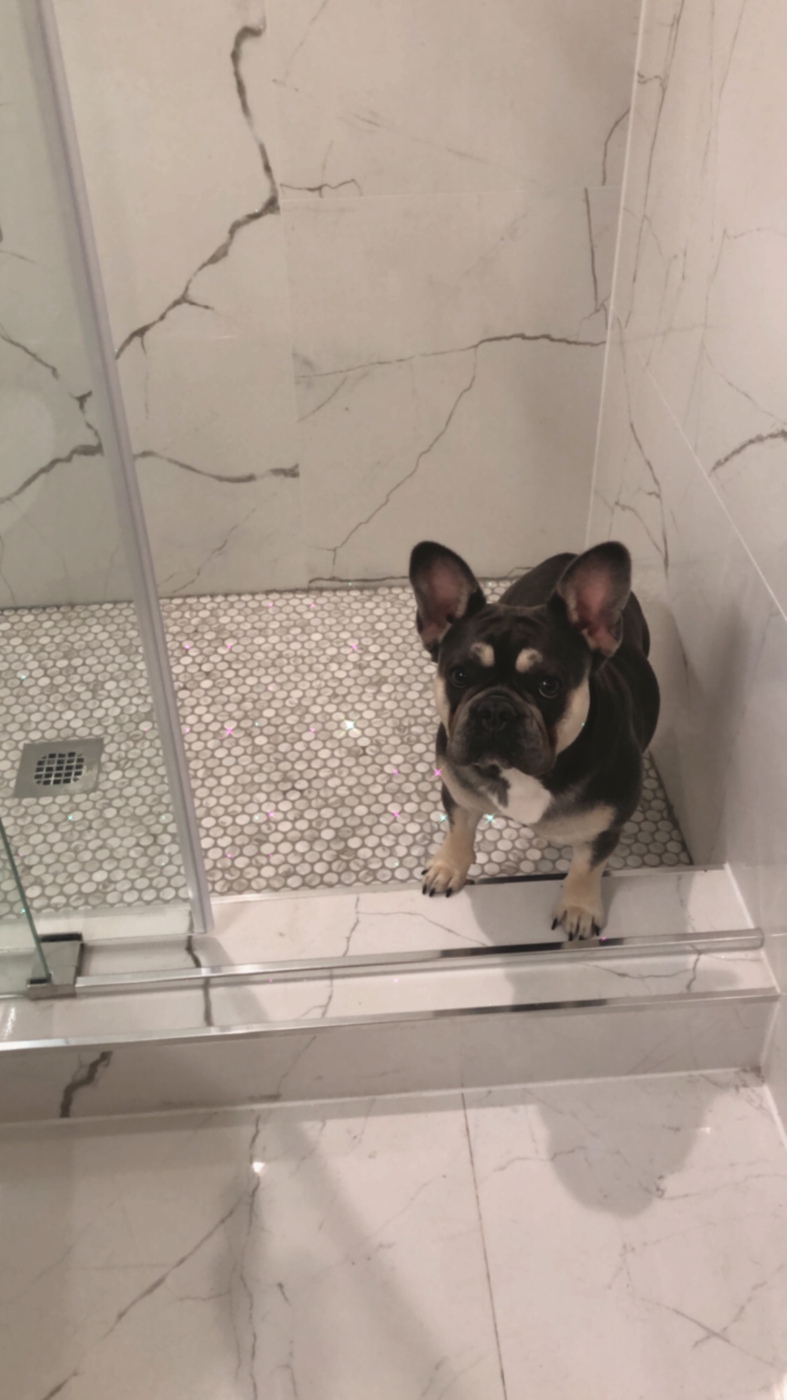 Woodbridge Frameless Shower Doors 56-60